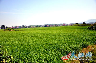 泰和:土地整治新增耕地近2万亩 荆天棘地变“绿色工厂”_新闻中心