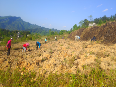 坚决整治土地撂荒 全面保障粮食安全